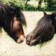 Kerbeck Fell Ponies