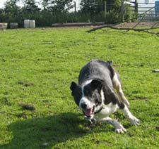 Toby the Superdog