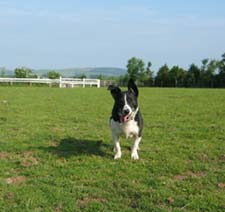 Toby the Superdog