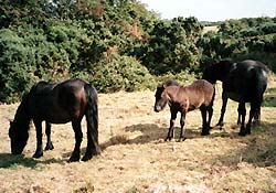 Hades Hill Blossom, Kerbeck Night Gypsy & Kerbeck Fire Quest