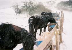 Mares in the Snow