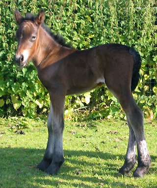 Kerbeck Fell Pony: 2011