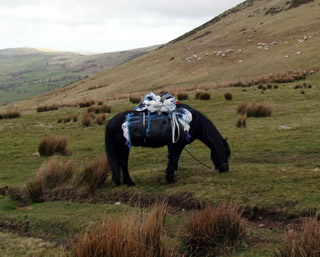 Kerbeck Fell Ponies 2011