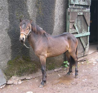 Exmoor mare Murber