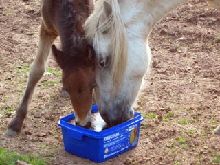 Donna and foal Topaz sharing feed