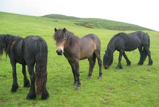 Molly and Fell ponies in field