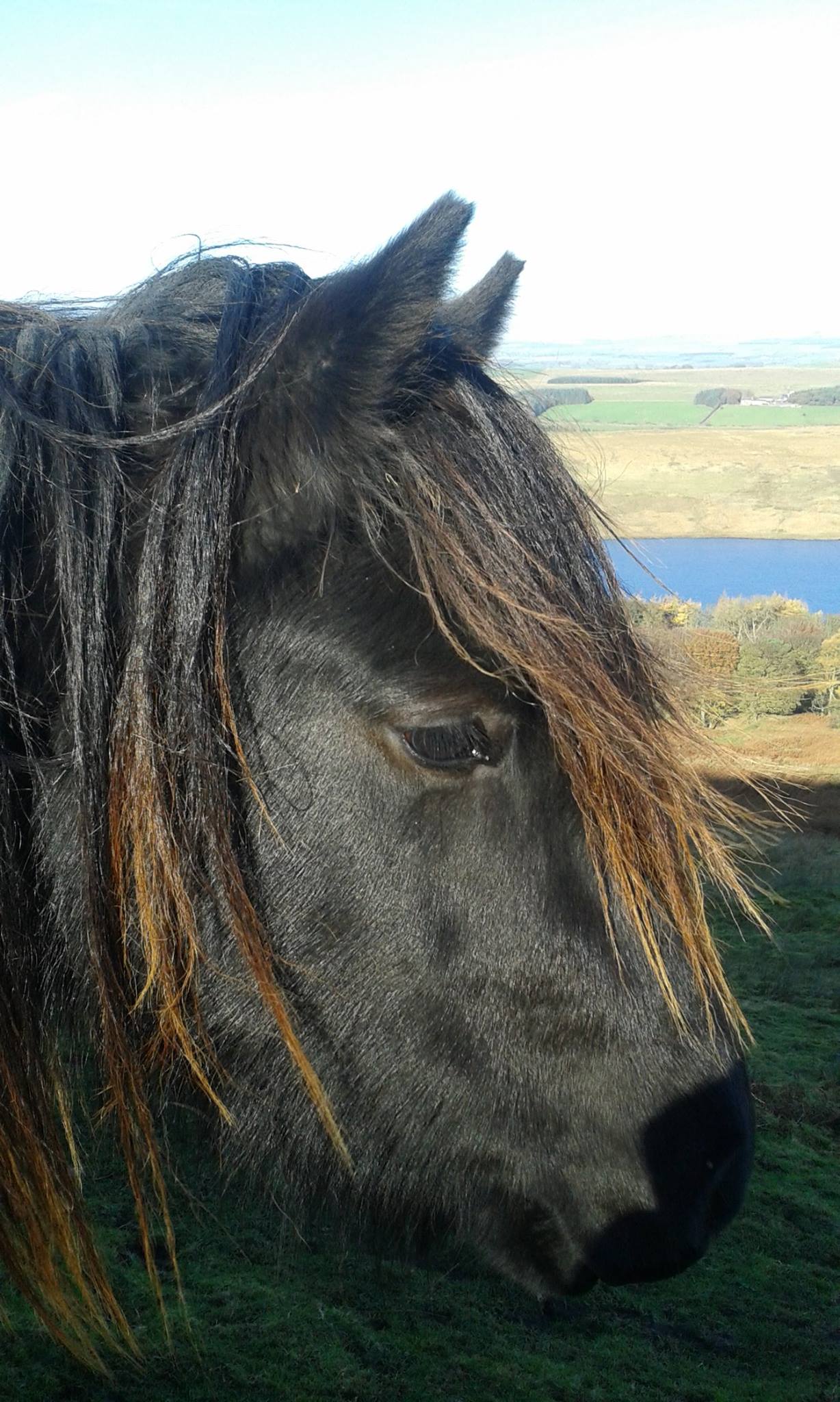 Kerbeck Loki's Fire, 2017. Fell pony head