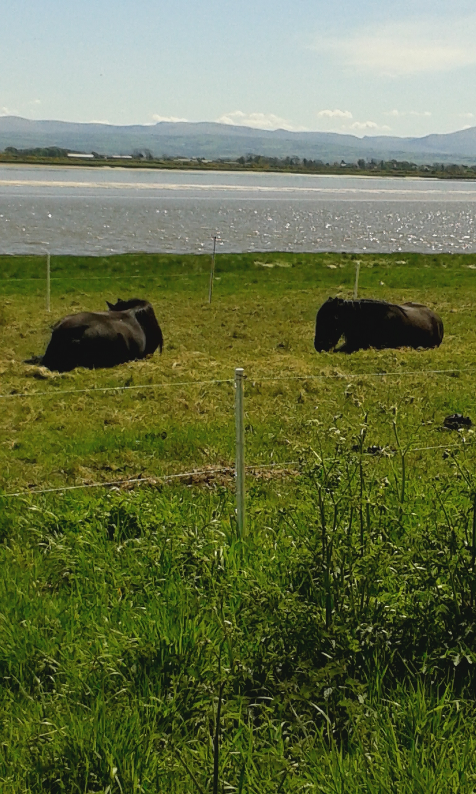 Fell ponies dozing on Anthorn Marsh