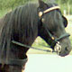 Kerbeck Fell Ponies