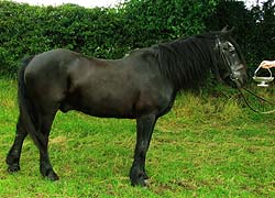 Barncrosh Royal: Royal winning the Fell Pony Society 
