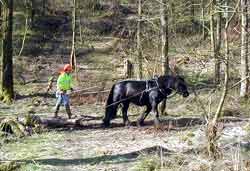 Townend Huey - Pulling