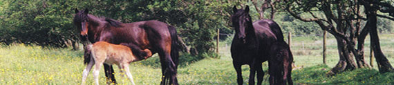 Kerbeck Fell Ponies